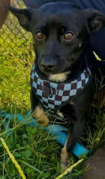 Rescue Chihuahua Dogs for Adoption in Annapolis, Maryland - Rocky (with Bobby) | PetCurious