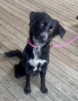 Border Collie Dogs Available for Adoption - Sarah | PetCurious