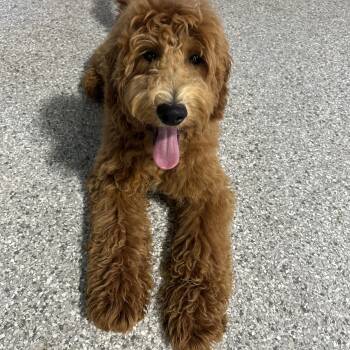 Goldendoodle Dogs Available for Adoption in Antwerp, Ohio - Richie. Mini Ish. | PetCurious