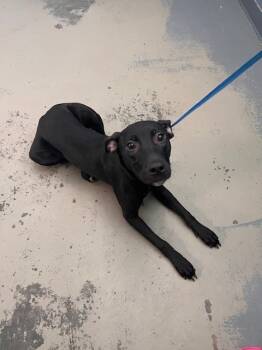 Rescue Labrador Retriever and Mixed Breed Dogs for Adoption in Tallahassee, Florida - ARIA | PetCurious