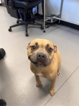 Annie -  Mixed Breed Dog for Adoption in West Chester, Pennsylvania - Annie | PetCurious