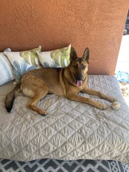 Rescue Belgian Shepherd Malinois and German Shepherd Dog Dogs for Adoption in Tracy, California - Maddie AKA Madison | PetCurious