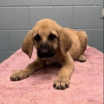 Bernice -  Hound and Mixed Breed Dog for Adoption in Kansas City, Missouri - Bernice | PetCurious