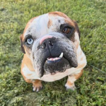 Jackie -  English Bulldog and Bulldog Dog for Adoption in Bryan, Texas - Jackie | PetCurious