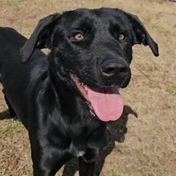 Willow -  Black Labrador Retriever Dog Available for Adoption in Leesburg, Georgia - Willow | PetCurious