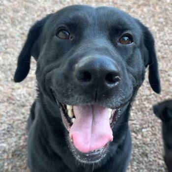 Black Labrador Retriever Dogs Available for Adoption - Nova | PetCurious