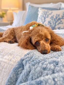 A Bed to Sleep in -  Poodle Dog for Adoption in Fort Myers Beach, Florida - A Bed To Sleep In | PetCurious