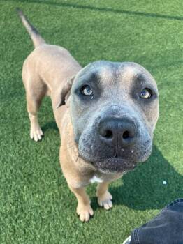 Rescue Mixed Breed Dogs for Adoption in Dallas, Texas - AVON | PetCurious