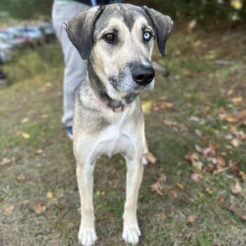 Rescue Mixed Breed Dogs for Adoption in Hopkinton, Massachusetts - Jackie | PetCurious