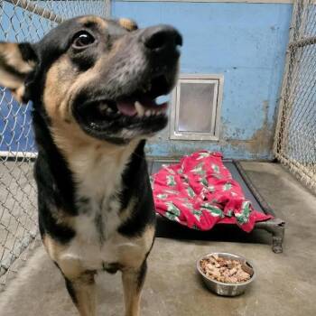 German Shepherd Dog and Mixed Breed Dogs Available for Adoption - Rex | PetCurious