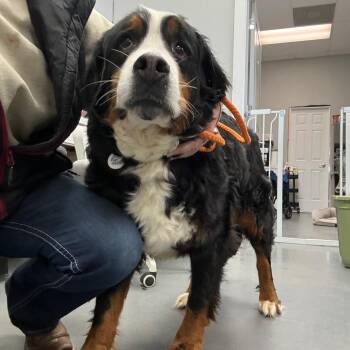 Bernese Mountain Dog Dogs Available for Adoption in Normal, Illinois - Betty | PetCurious