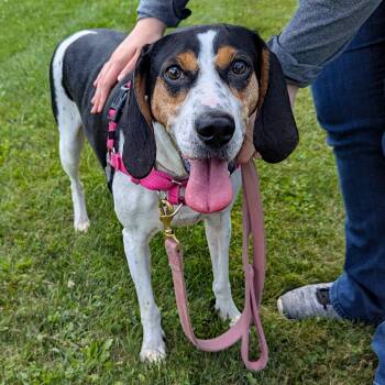 Rescue Treeing Walker Coonhound Dogs for Adoption in Accident, Maryland - Tequila | PetCurious