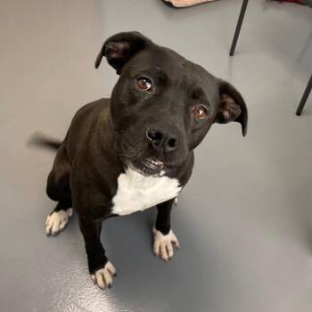 Pit Bull Terrier and Mixed Breed Dogs Available for Adoption in Roanoke, Virginia - Dinosaur | PetCurious