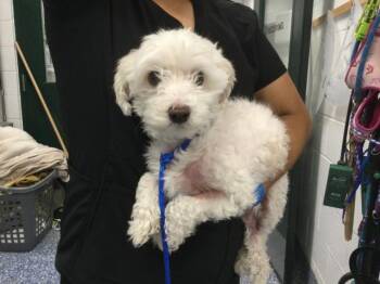 PEBBLES -  Maltese and Mixed Breed Dog for Adoption in Thousand Palms, California - PEBBLES | PetCurious
