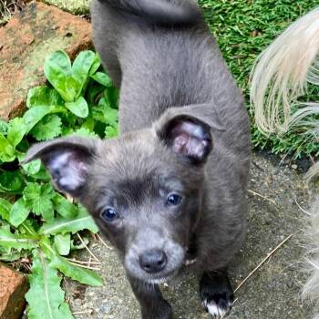 Dachshund Dogs Available for Adoption in Kirkland, Washington - Meet Ivy — A Sweet, Quiet Little Heart Waiting To Bloom! | PetCurious