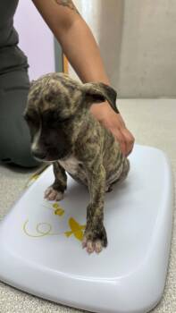 Beans (Camping Litter) -  American Staffordshire Terrier and Hound Dog for Adoption in Holly Springs, North Carolina - Beans (Camping Litter) | PetCurious