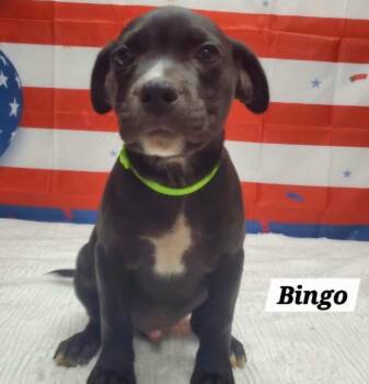 Bingo -  French Bulldog and Pug Dog for Adoption in Urbana, Ohio - Bingo | PetCurious