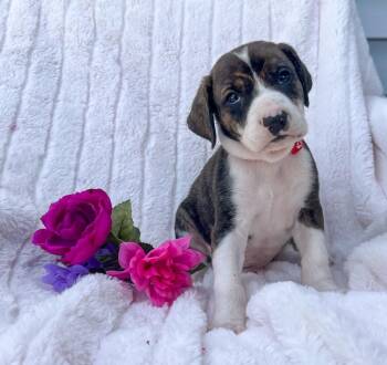 Mixed Breed Dogs Available for Adoption in Murray, Kentucky - Walter | PetCurious