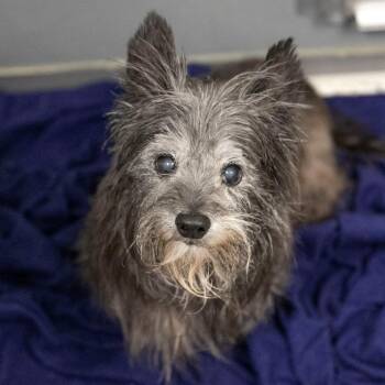 Jeff (AG26-123) -  Yorkshire Terrier Dog for Adoption in Peyton, Colorado - Jeff (AG26-123) | PetCurious