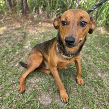 Dachshund and Hound Dogs Available for Adoption in Foley, Alabama - Heidi | PetCurious