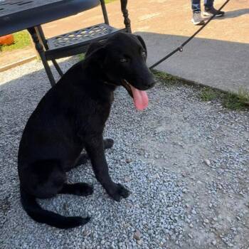 Ebony -  Black Labrador Retriever and Terrier Dog for Adoption in Bloomfield, Connecticut - Ebony | PetCurious