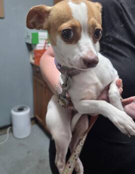 Zoey -  Chihuahua Dog for Adoption in Fayetteville, West Virginia - Zoey | PetCurious