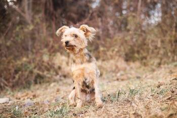 Yorkshire Terrier Dogs Available for Adoption - Alice | PetCurious