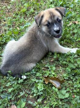 Tess -  Anatolian Shepherd and Basenji Dog for Adoption in Greensboro, North Carolina - Tess | PetCurious