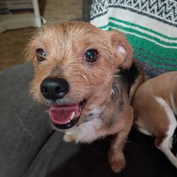 Chihuahua and Yorkshire Terrier Dogs Available for Adoption in Potomac, Maryland - Edgar | PetCurious