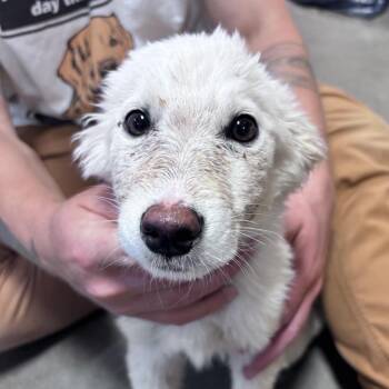 Alice -  Mixed Breed Dog for Adoption in Bismarck, North Dakota - Alice | PetCurious