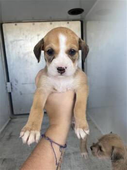 Rescue Pit Bull Terrier Dogs for Adoption in Houston, Texas - A645080 | PetCurious