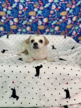 Rescue Terrier and Chihuahua Dogs for Adoption in Brookings, Oregon - Ruby | PetCurious