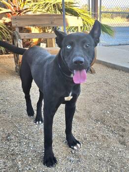 Mikey -  Labrador Retriever Dog for Adoption in Santa Monica, California - Mikey | PetCurious