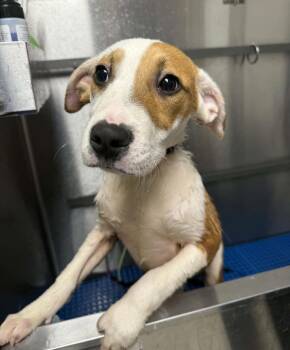 Rescue Bull Terrier and Shepherd Dogs for Adoption in Liberty, Missouri - Borealis | PetCurious