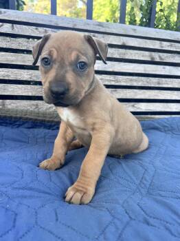 Hazel (Vintage Litter) -  Terrier Dog for Adoption in Woodside, California - Hazel (Vintage Litter) | PetCurious