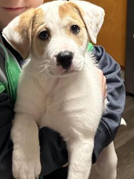 American Bully Dogs Available for Adoption - Raylynn | PetCurious