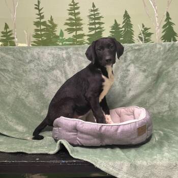 Beret -  Doberman Pinscher Dog for Adoption in Logan, Utah - Beret | PetCurious