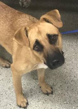 A432536 -  German Shepherd Dog Dog for Adoption in Conroe, Texas - A432536 | PetCurious