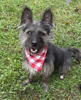 Jeter -  Terrier Dog for Adoption in Hazlet, New Jersey - Jeter | PetCurious