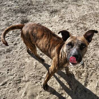 Rescue Pit Bull Terrier Dogs for Adoption in Valdosta, Georgia - Faye | PetCurious