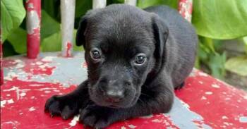 Abigail -  Catahoula Leopard Dog Dog for Adoption in Silsbee, Texas - Abigail | PetCurious