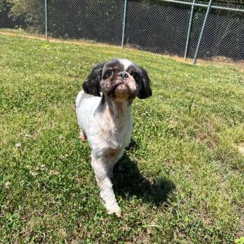Shih Tzu Dogs Available for Adoption in Roxboro, North Carolina - Joey | PetCurious