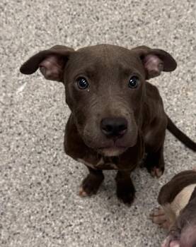 Nickelodeon -  Pit Bull Terrier and Mixed Breed Dog for Adoption in Kansas City, Missouri - Nickelodeon | PetCurious