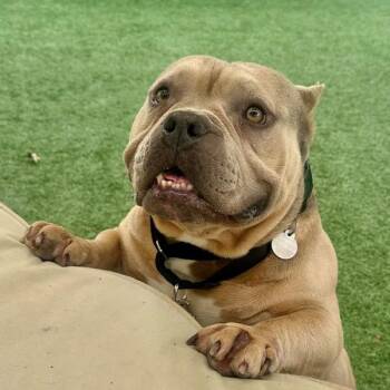 Bulldozer -  American Bulldog Dog for Adoption in Walnut Creek, California - Bulldozer | PetCurious