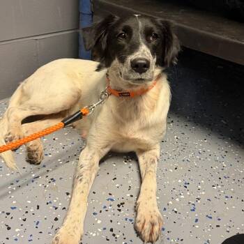 TUSC-Stray-85176_2 -  Collie and Mixed Breed Dog for Adoption in Tuscaloosa, Alabama - TUSC-Stray-85176_2 | PetCurious