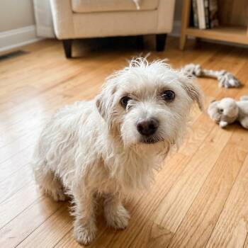 Tofu 2802 -  West Highland White Terrier Westie Dog for Adoption in Boca Raton, Florida - Tofu 2802 | PetCurious