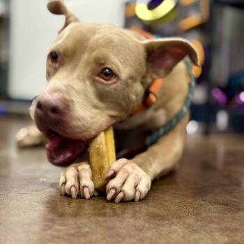 Pit Bull Terrier Dogs Available for Adoption - Finn-happy, Affectionate, Easy-going And Dog Loving | PetCurious