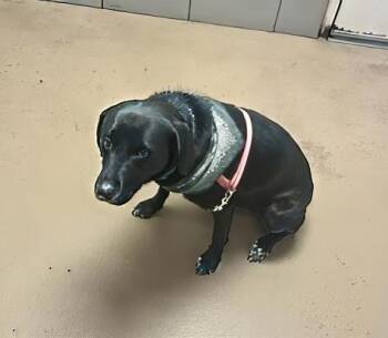 Rescue Mixed Breed Dogs for Adoption in Nashville, Tennessee - Lucy | PetCurious