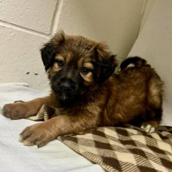 Mixed Breed Dogs Available for Adoption - Hannah  | PetCurious