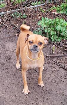 Temika MD14283-T -  Pug and Chihuahua Dog for Adoption in Missouri City, Texas - Temika MD14283-T | PetCurious